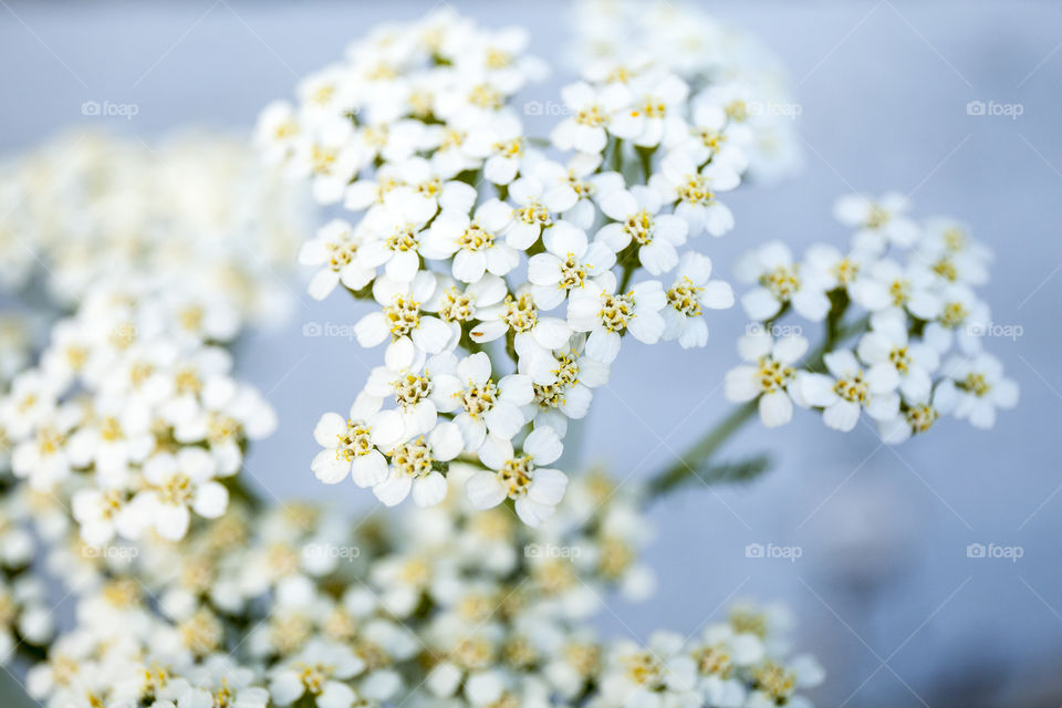 small white flowers on blue background