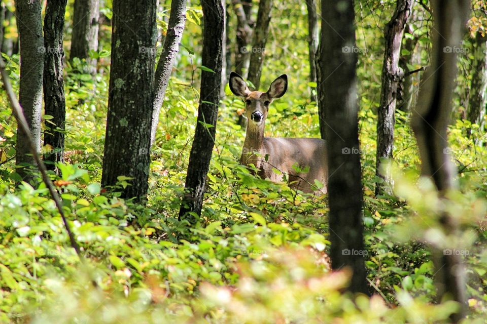 spotted a deer while hiking