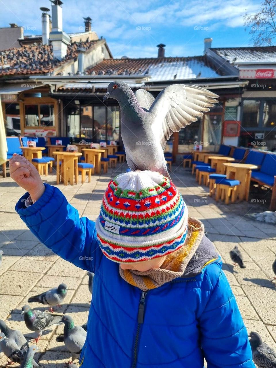 where are the pigeons?