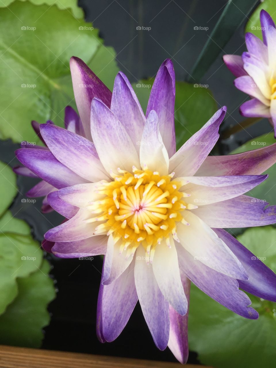 Purple and White Water Lily Blossom