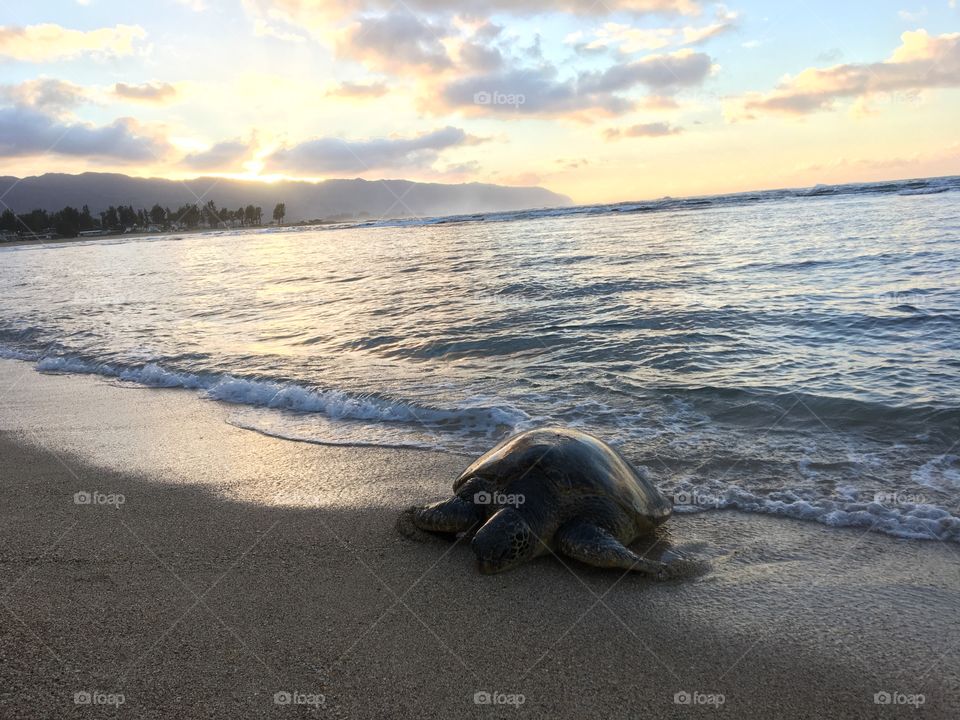 Sea turtle on a beach in Hawaii at sunset