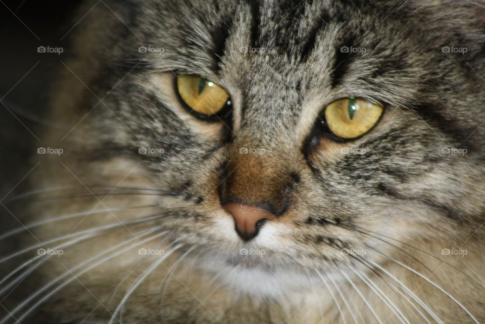 maine coon