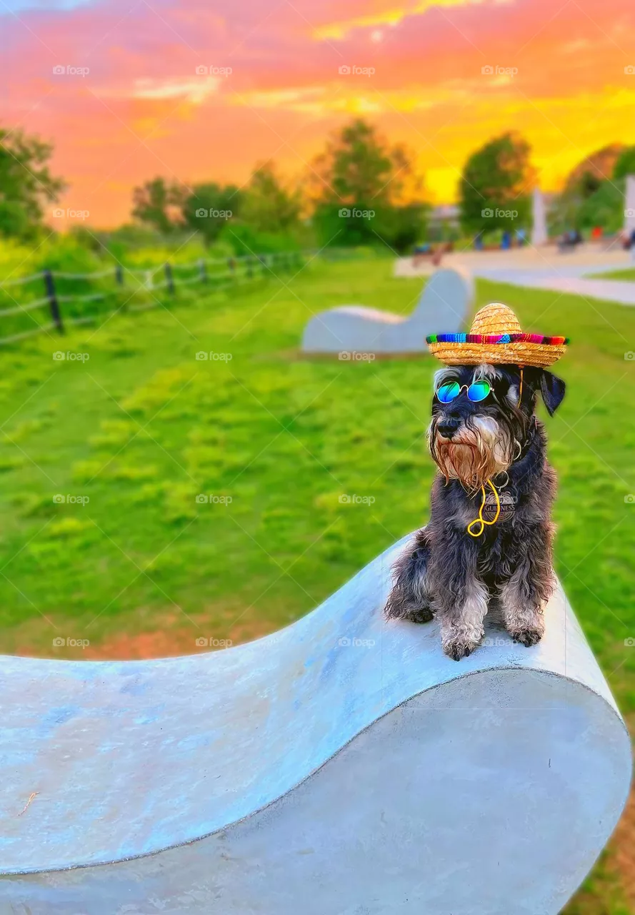Mexican dog