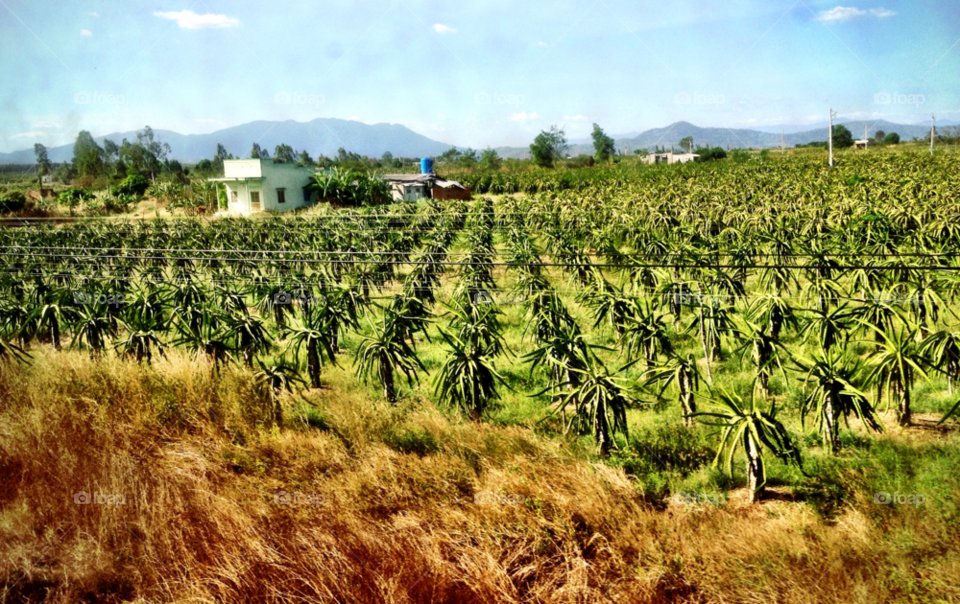 green field vietnam crops by monkibuns