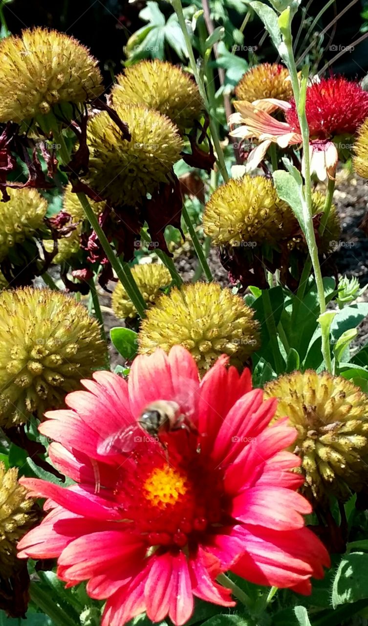 Buzz blooms