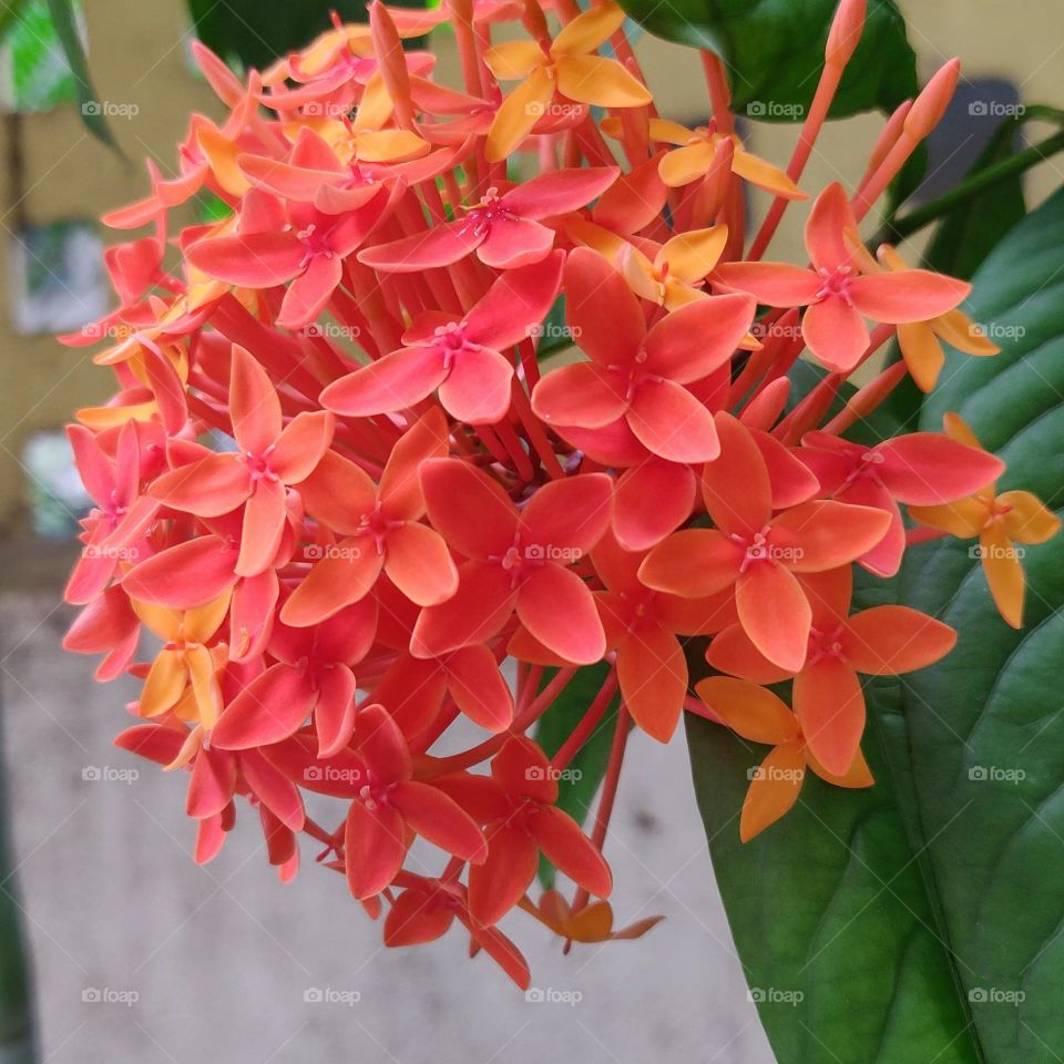 Chinese ixora (Ixora chinensis) is a tropical evergreen shrub native to China and thus sometimes called simply Chinese Ixora. The red berries and clusters of bright flowers that bloom nearly year-round make this a popular ornamental plant. Plant Type