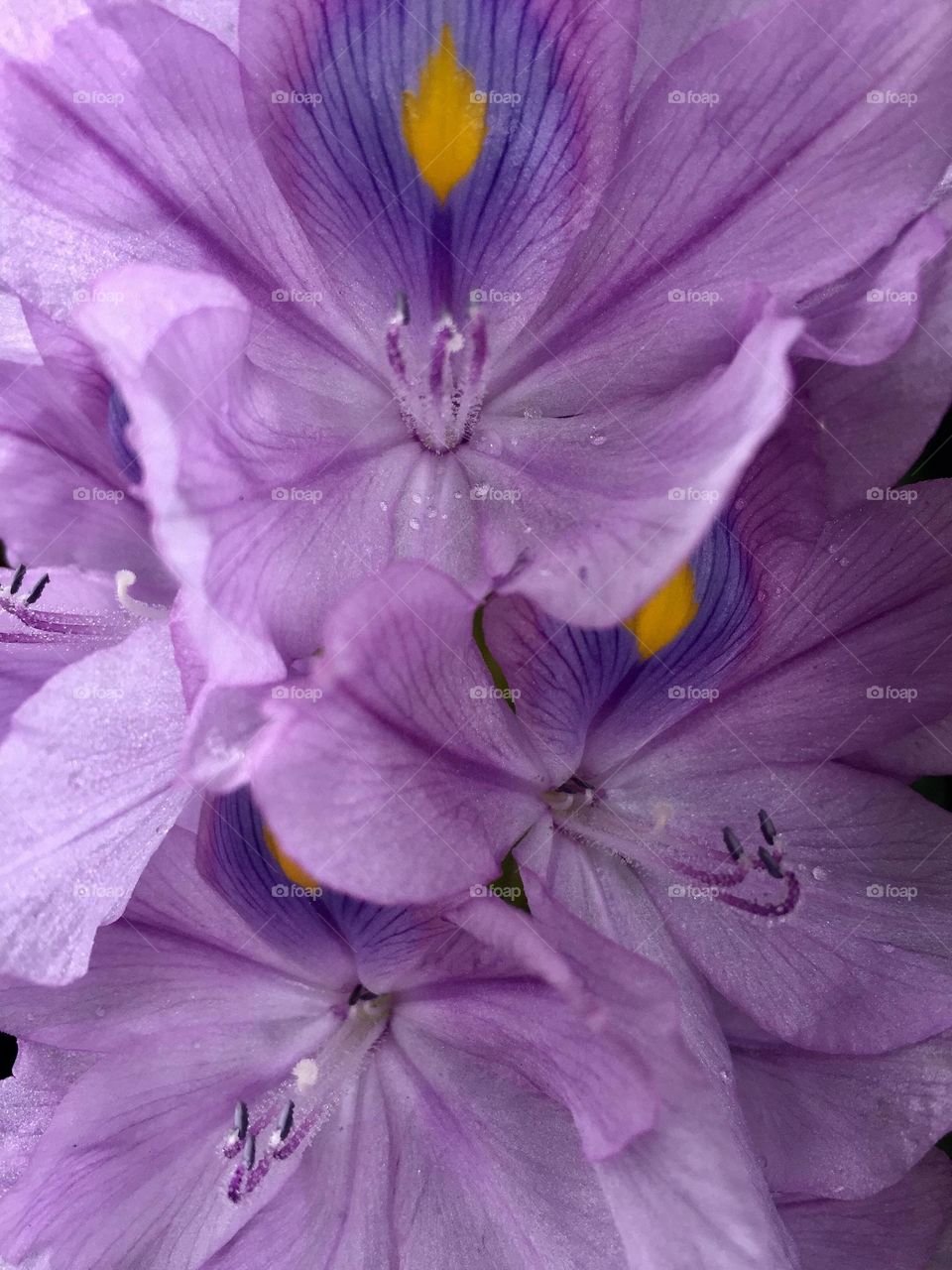 Water hyacinth flower from the riverside. It blooms perfectly as it is in the photo with perfect lavender color.