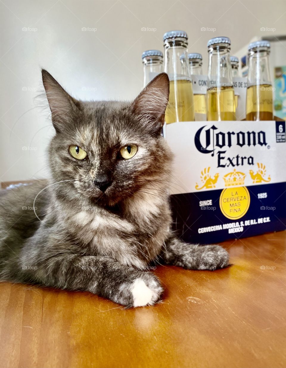 Corona cat