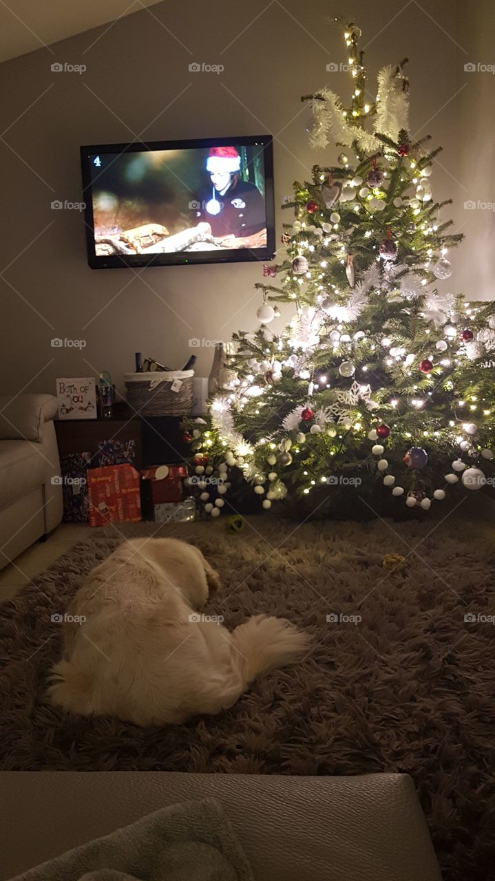 Christmas chills with the dog and tv