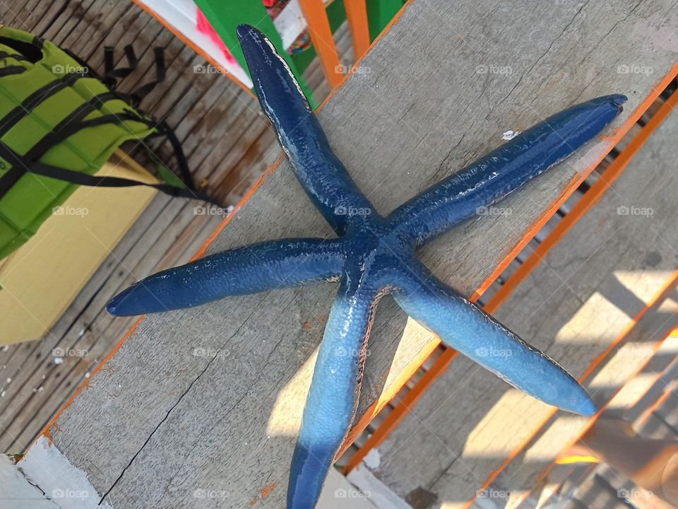 Starfish are marine invertebrates & are flat aquatic animals that move slowly and stick to the ocean they can live up to 35yrs.