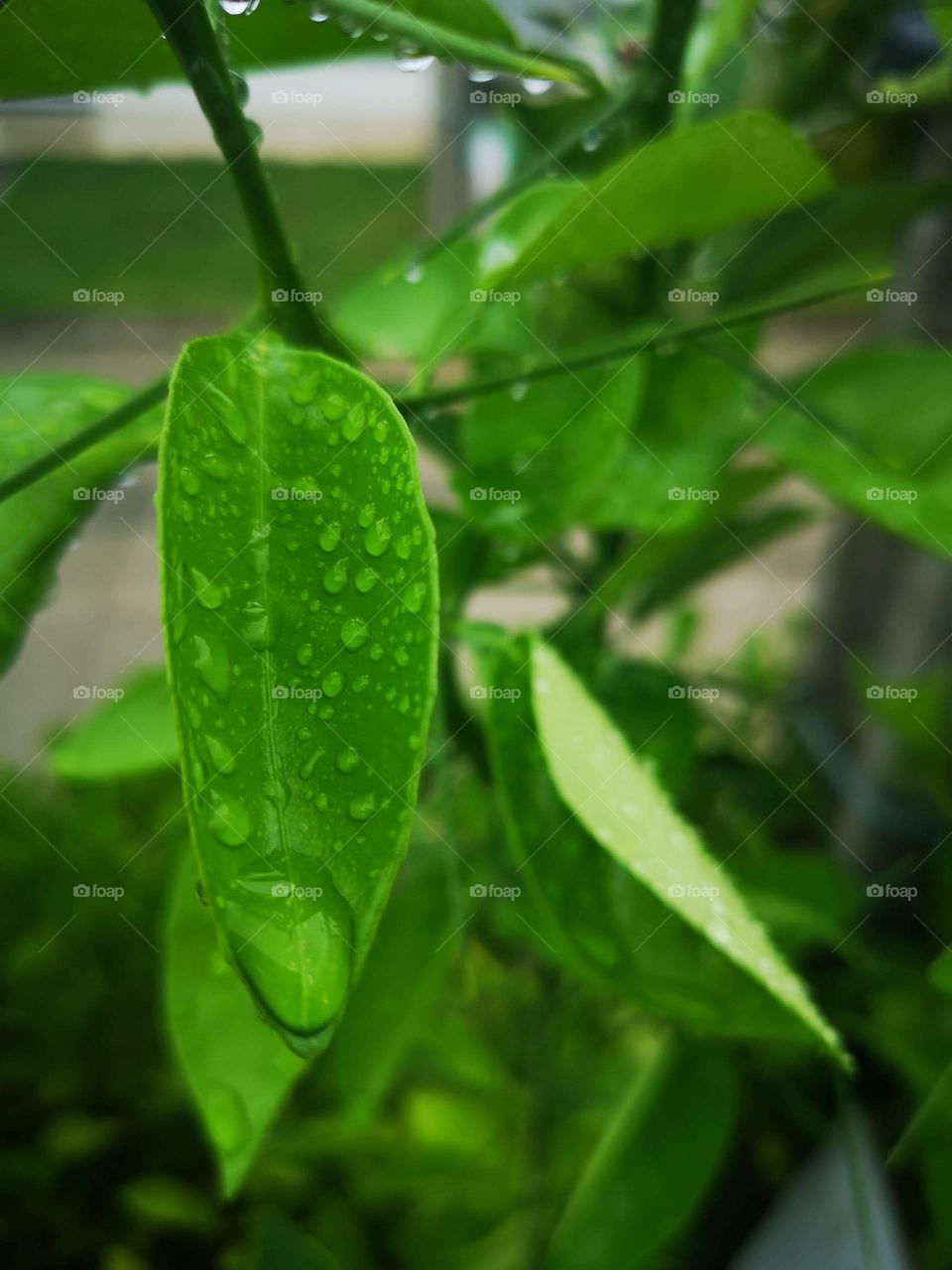 Lemon foot daughters