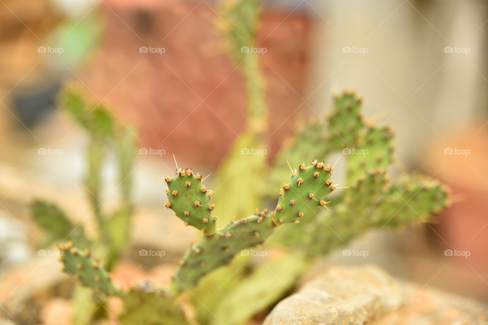 cactus details