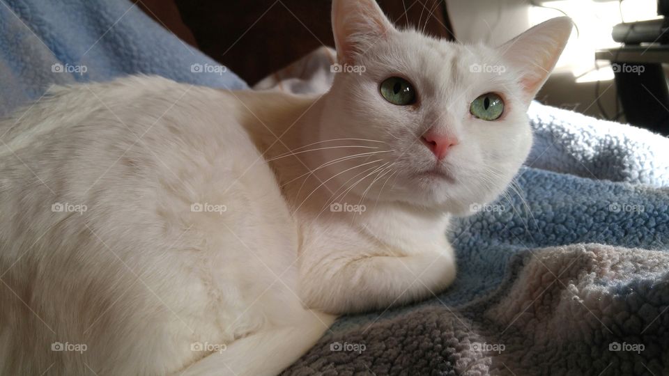 whitey the cat
