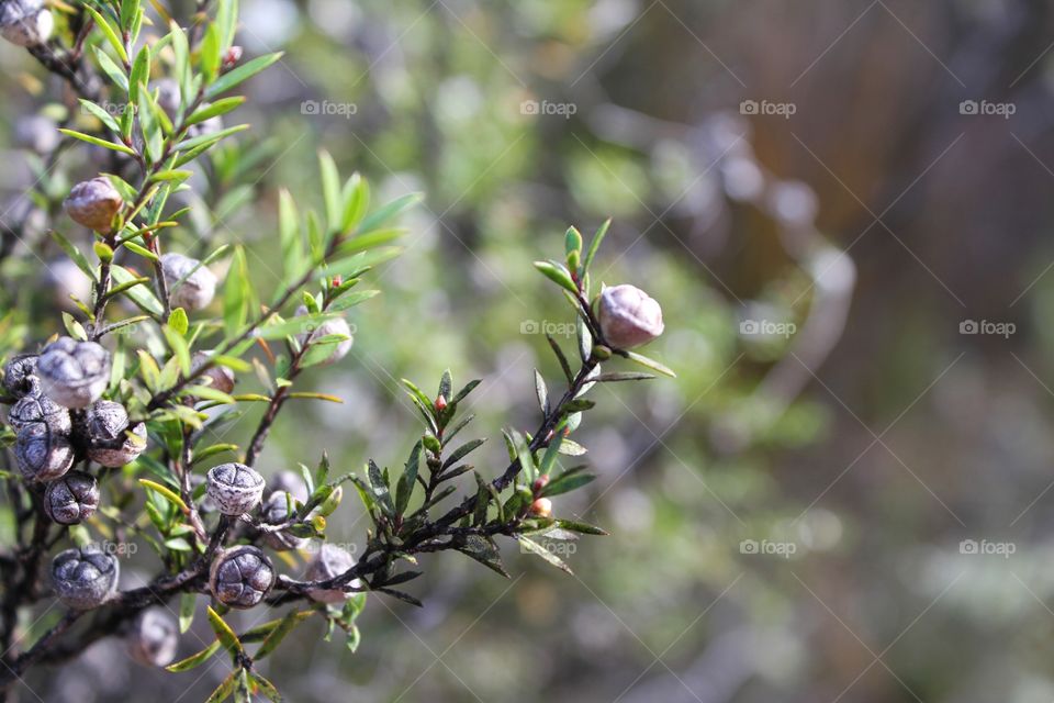 Tea Tree seeds