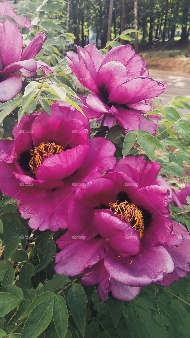 Capture the power of complementary colors