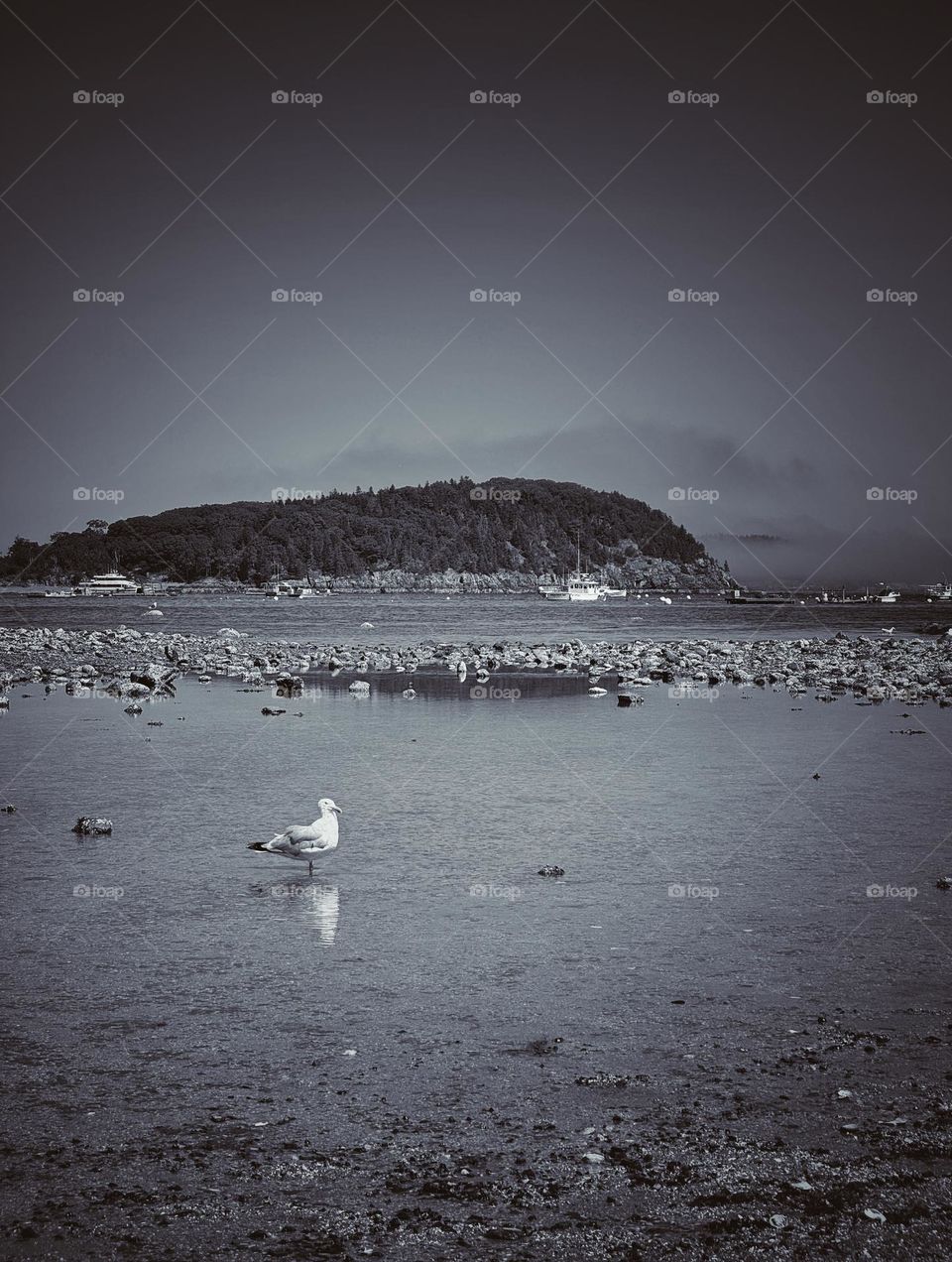 Seagull standing in a pool of water in an inlet in Bar Harbor, Maine 