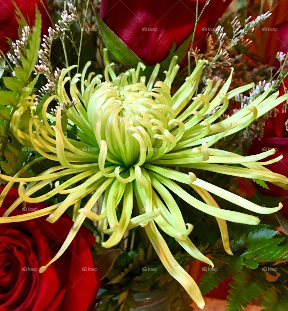 Lime Green Firework of Bloom