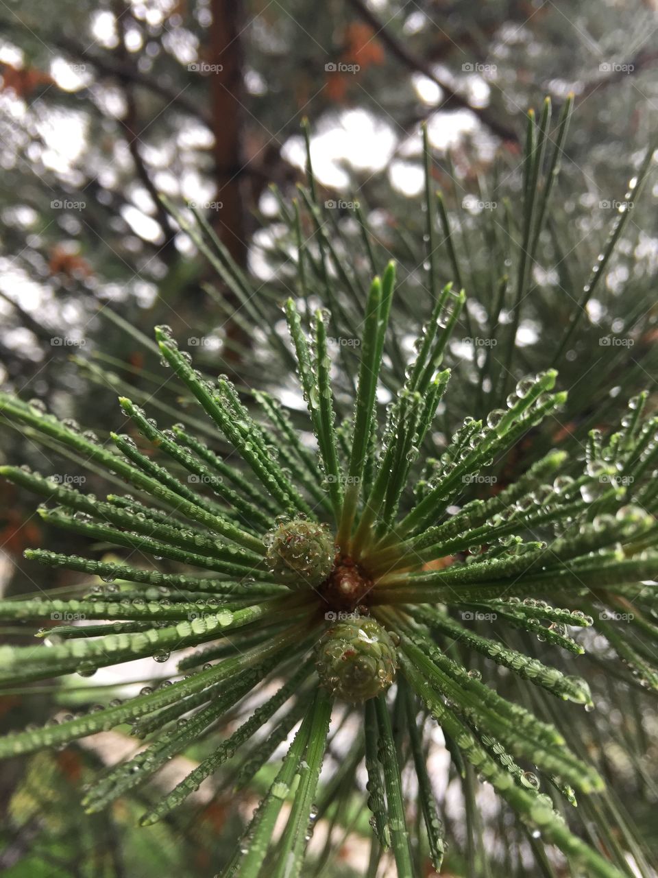 Two newly formed pine cones surrounded by water droplet-adorned pine needles. 