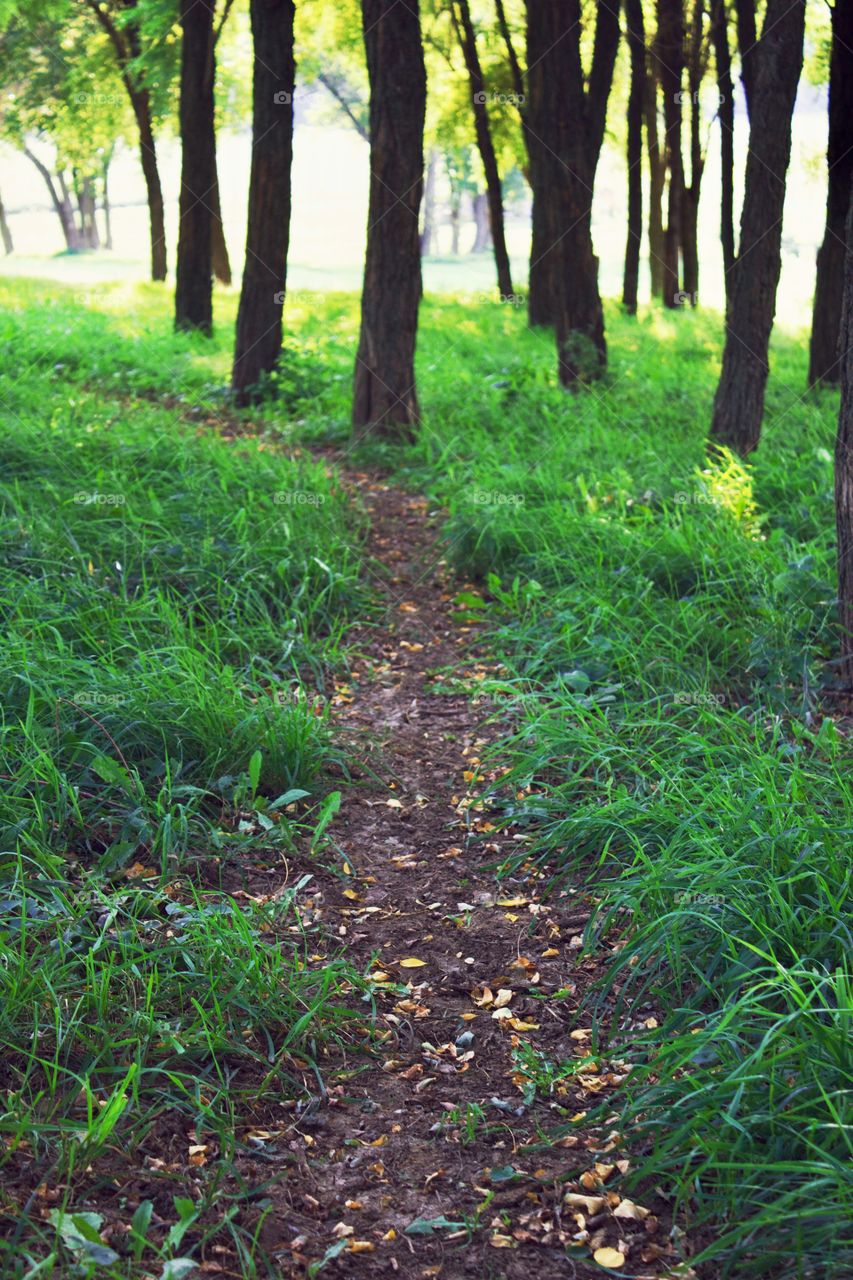 A worn and leaf-strewn path through a grove of trees in early autumn