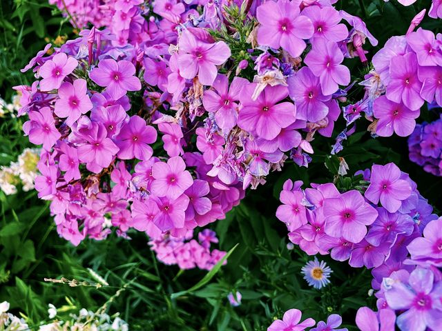 Summer flowers
