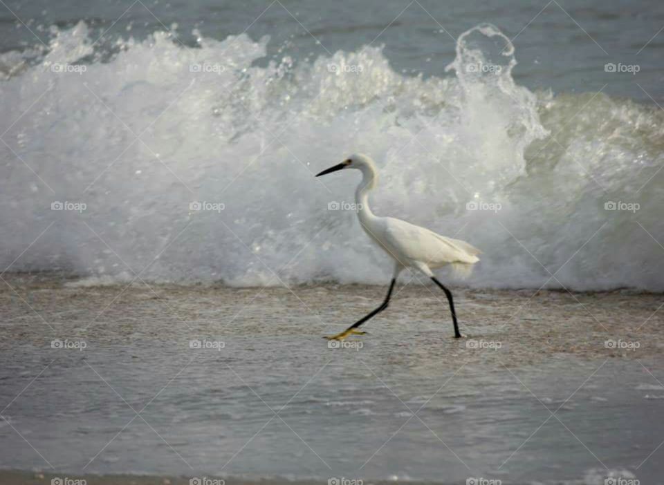 Bird On Beach