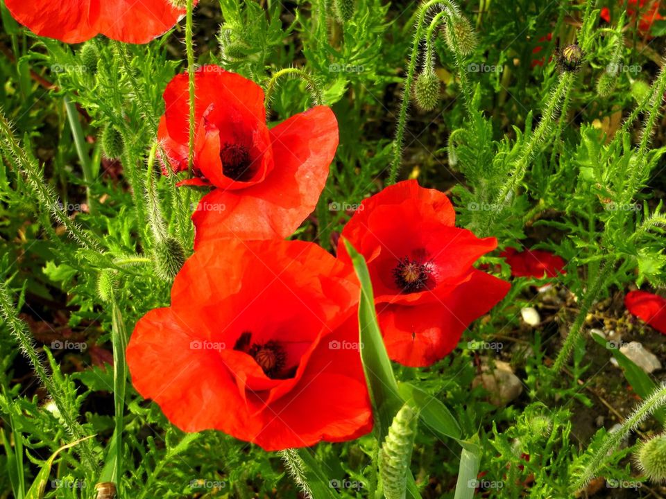 poppies