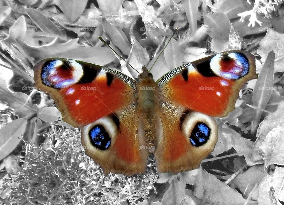 Inachis io Pavo Real, mariposa