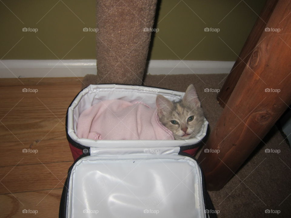 A very cute little kitten named Kandy wrapped in a pink blanket and so small that she can fit in a lunchbox; and at once when you see her she can warm your heart and the cuteness is so sweet and beautiful that it makes you want to give her a hug!
