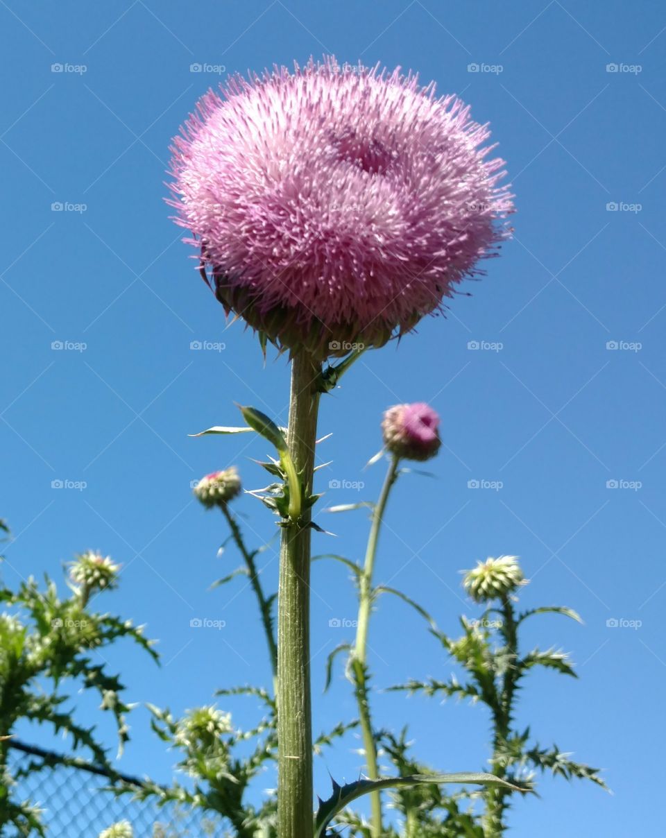 milk thistle