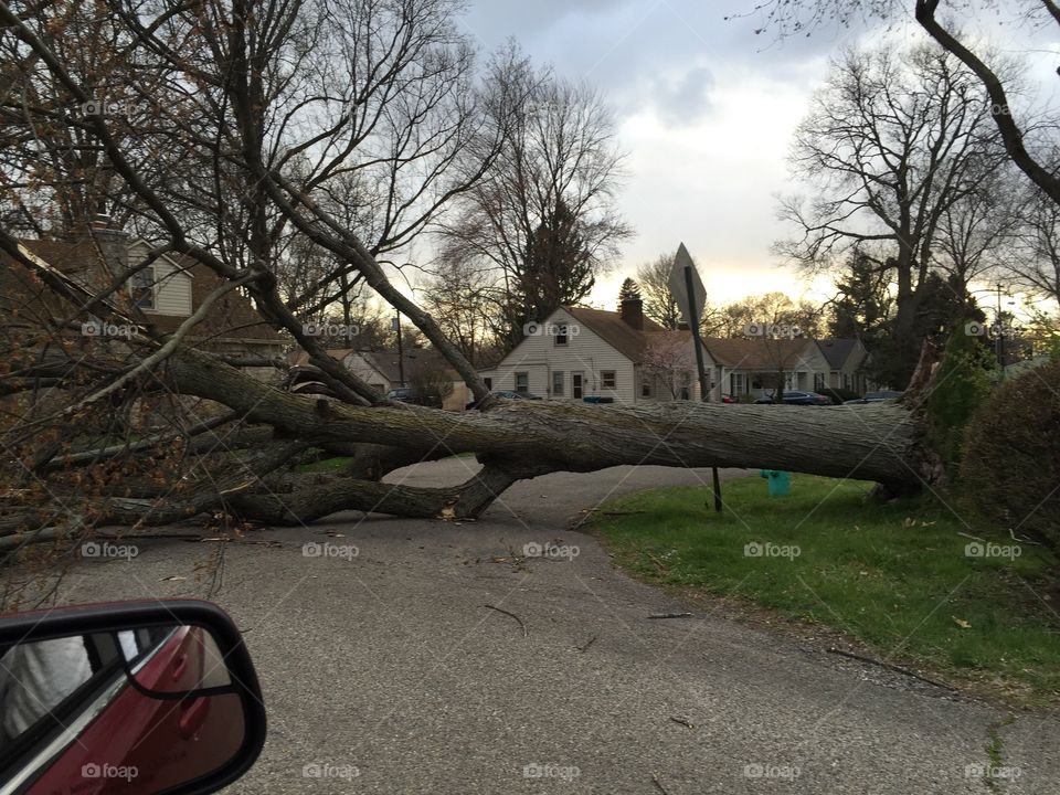 Fallen tree = blocked road 