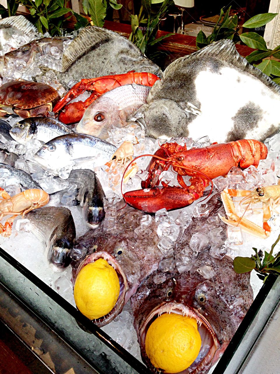 Fresh fish display