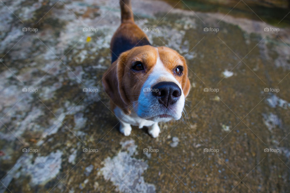 Cute beagle dog looking for something 