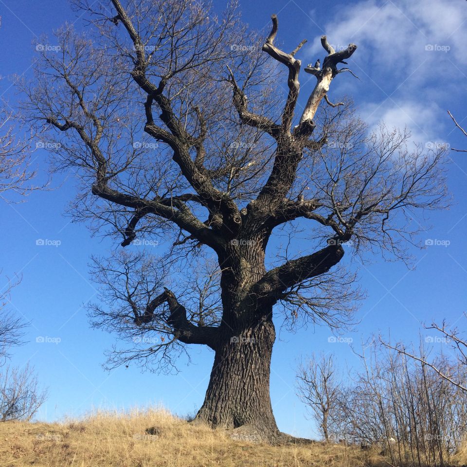 Naked tree