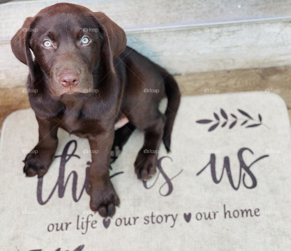 Chocolate Lab puppy 