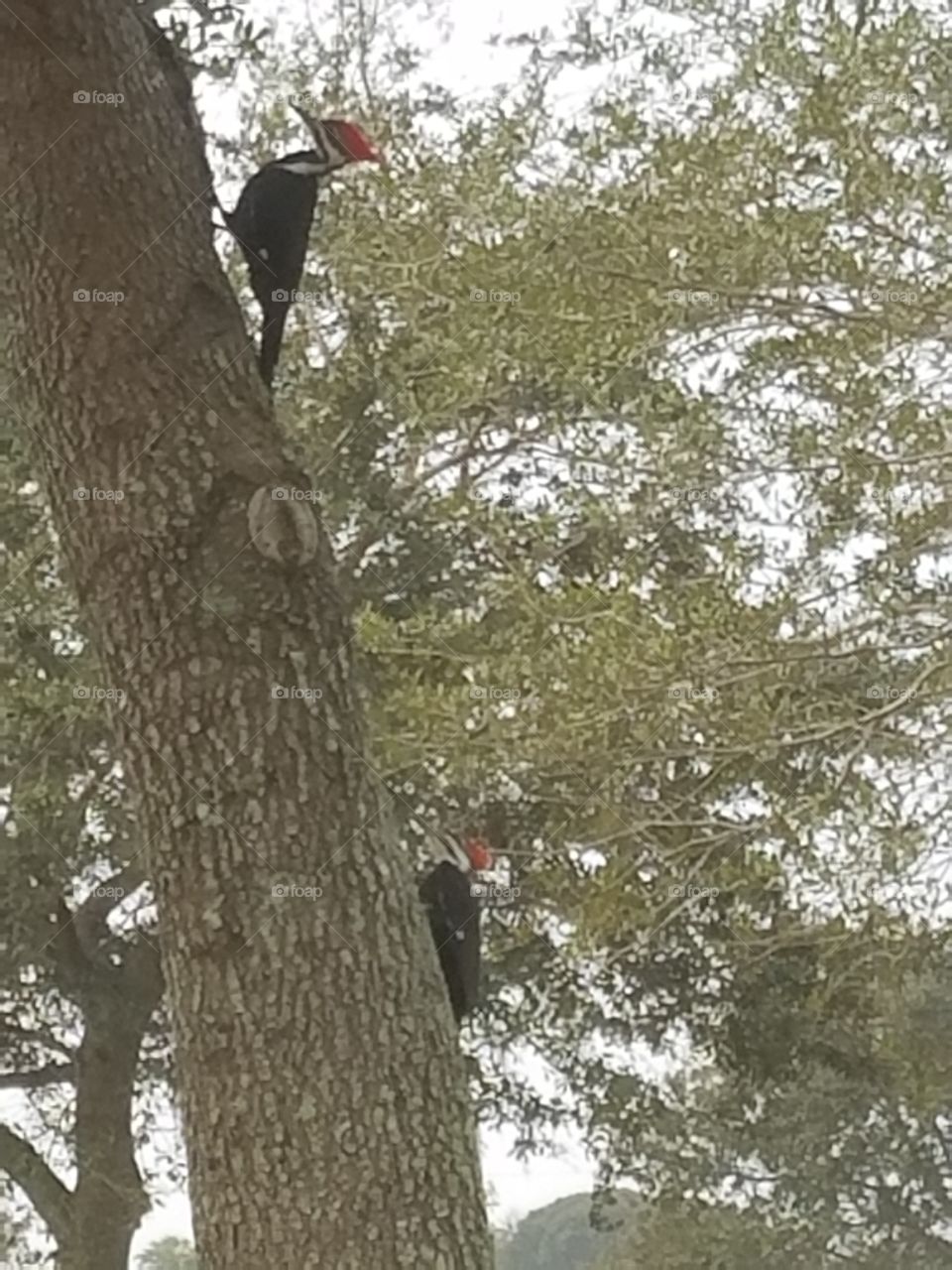 2 woodpeckers