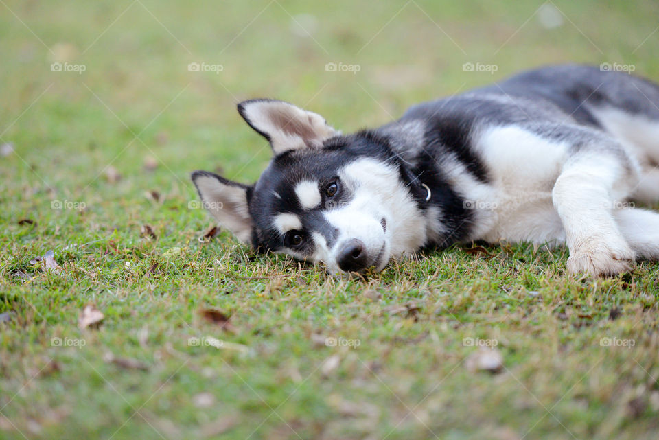 husky dog lying down on the grass relaxed feeling lazy