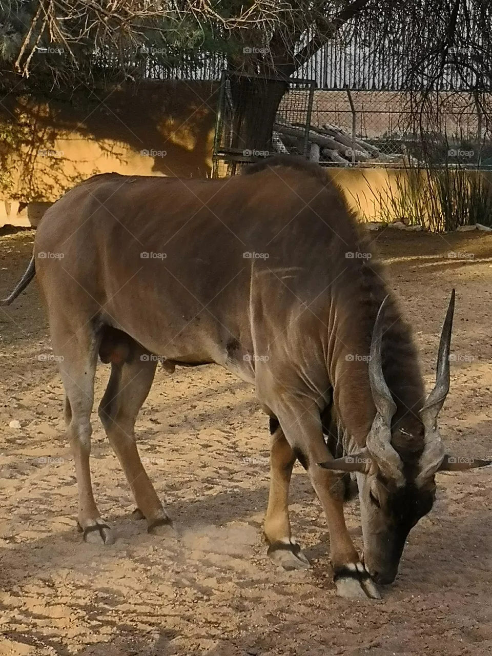 animal