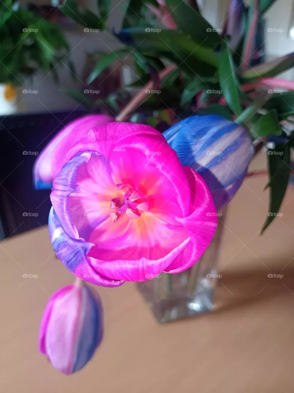 flowers, tulip