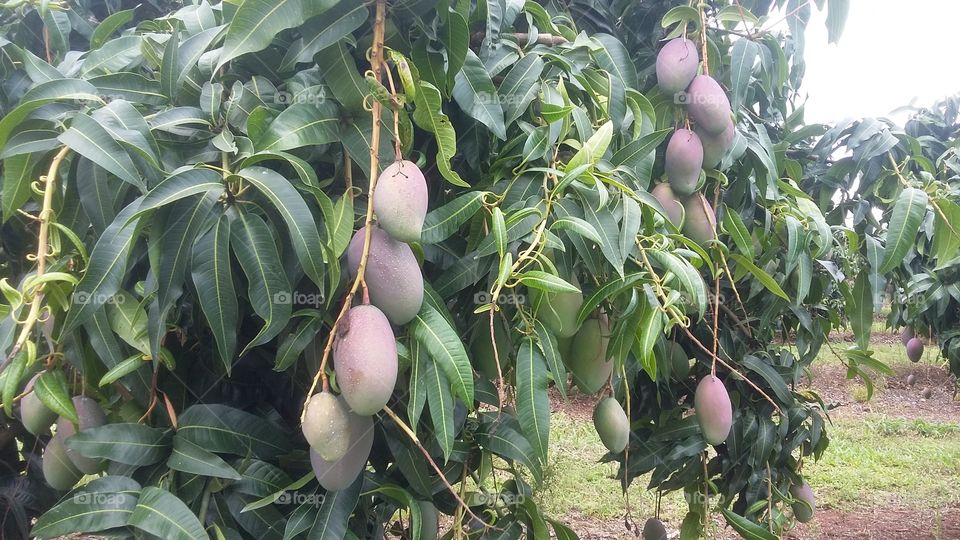 Mango - Mangifera indica - var. Palmier