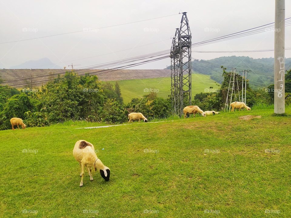 Some sheep are grazing on the hills near a high voltage power transmission tower