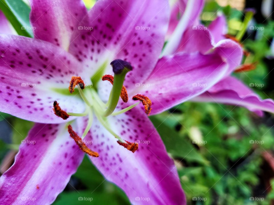 individual portrait of purple and white oriental lily in summer garden
