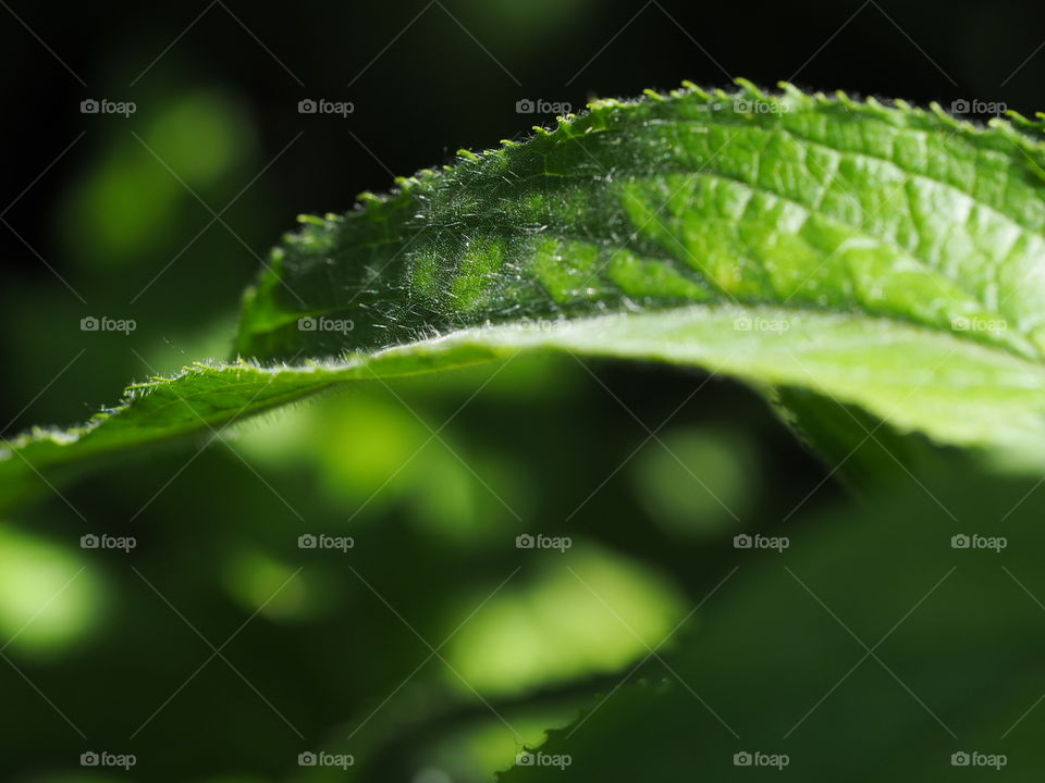 Green Leaf