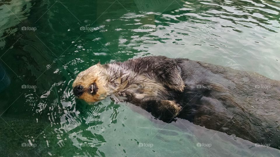 Sea otter