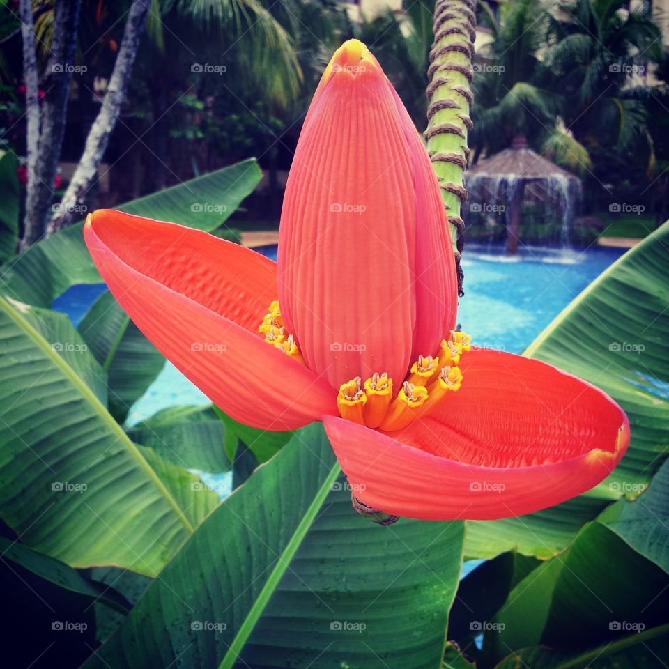Ornamental Banana flower