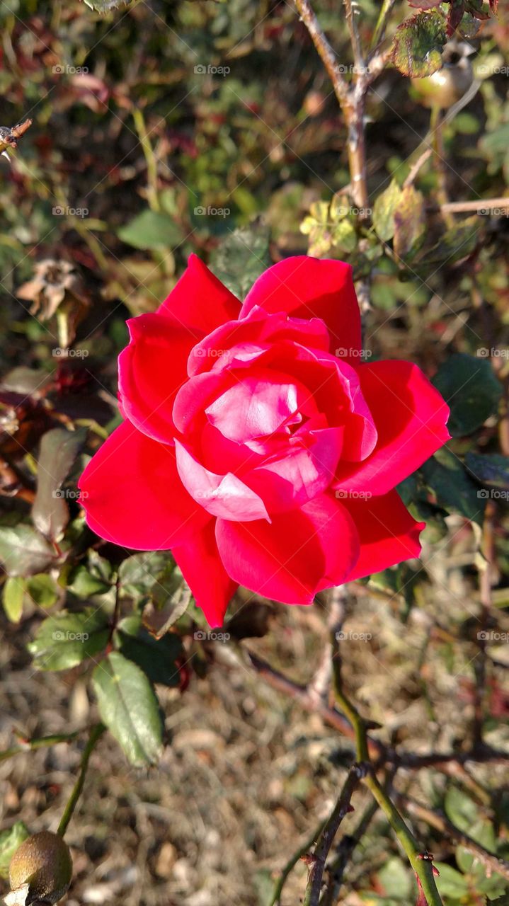 Florida rose
