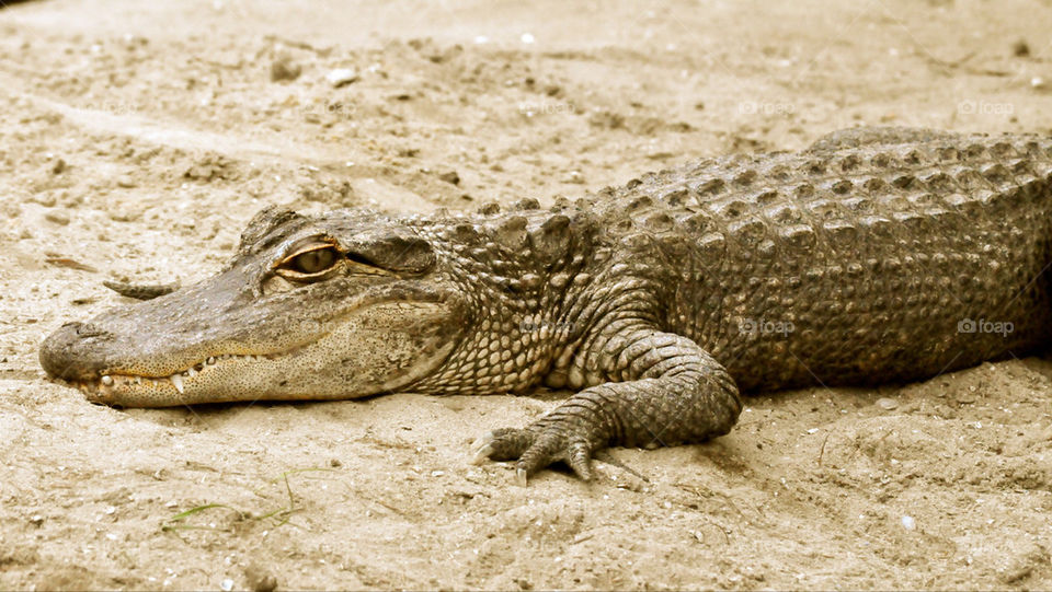 animal reptile alligator crocodile by refocusphoto