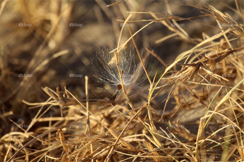 beautiful flowers in the evening