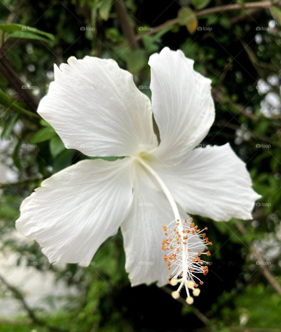 🌹 🇺🇸 Very beautiful flowers to brighten our day.  Live nature and its beauty. Did you like the delicate petals? / 🇧🇷 Flores muito bonitas para alegrar nosso dia. Viva a natureza e sua beleza. Gostaram das pétalas delicadas? 
