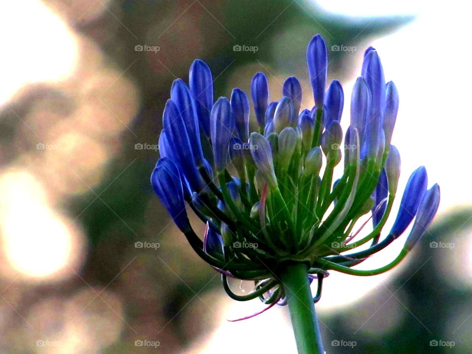 Flowe cute beautiful funny blue nature blur high quality