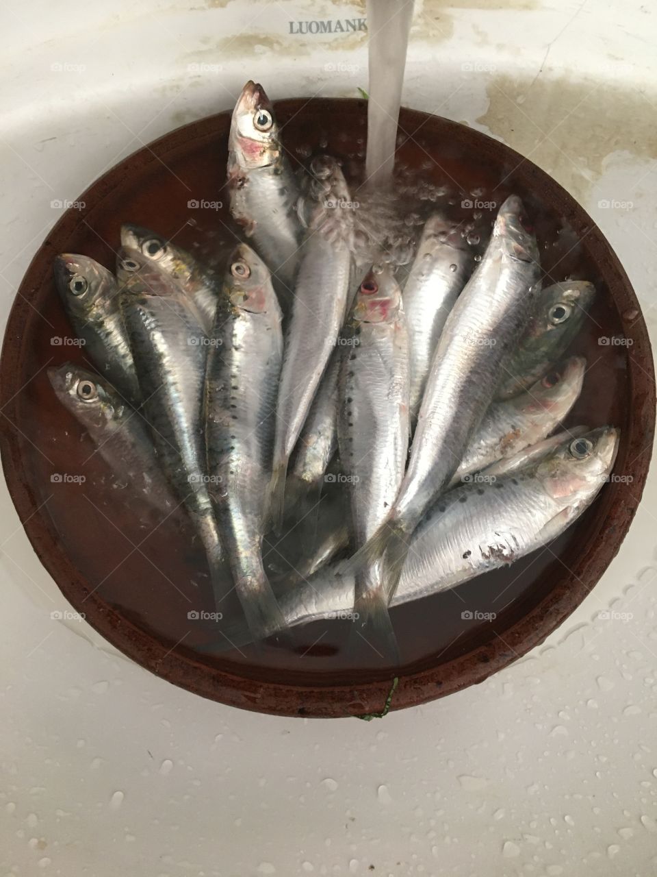 Sardines fish